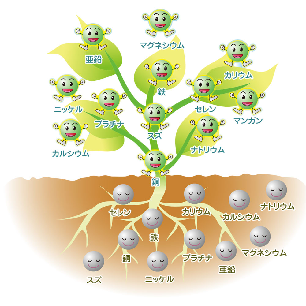 植物性ミネラルの説明イラスト